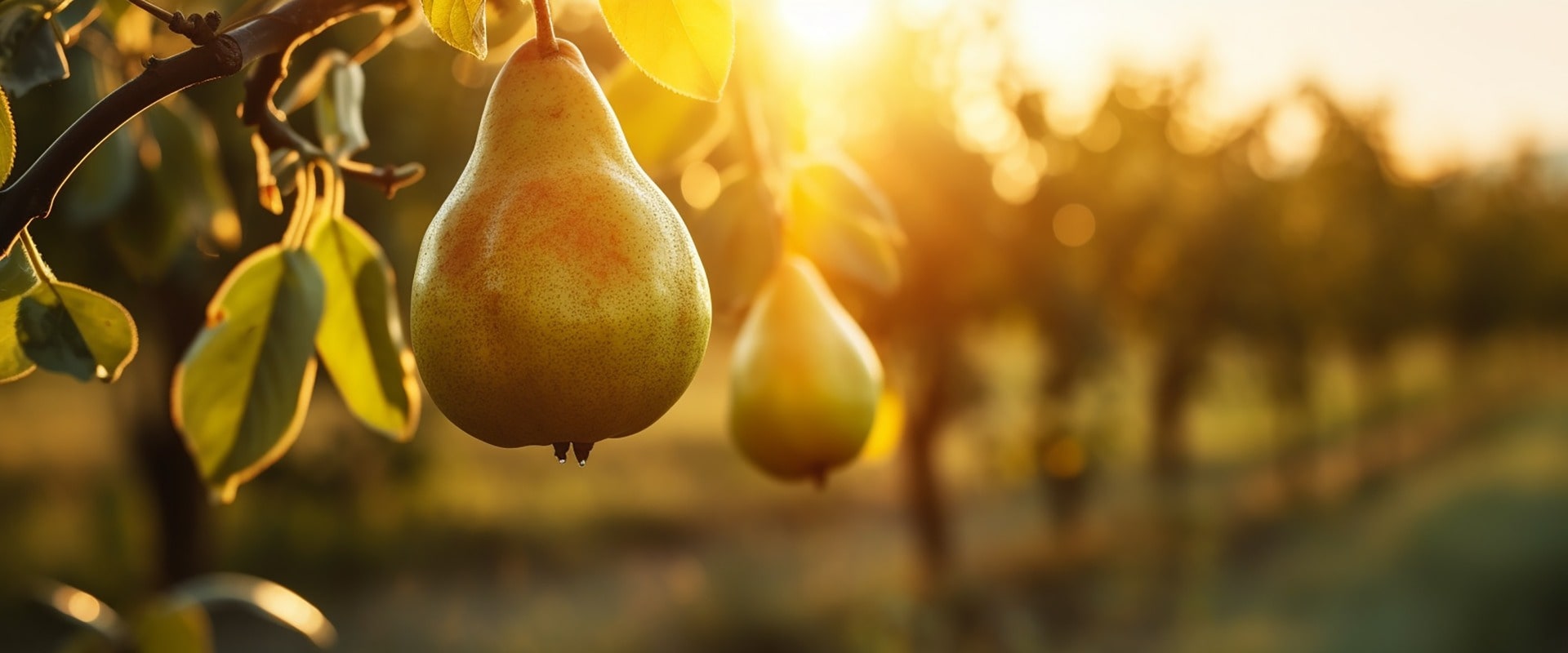 A branch with natural pears on a blurred background of a pear orchard at golden hour. Seasonal fruits and harvest