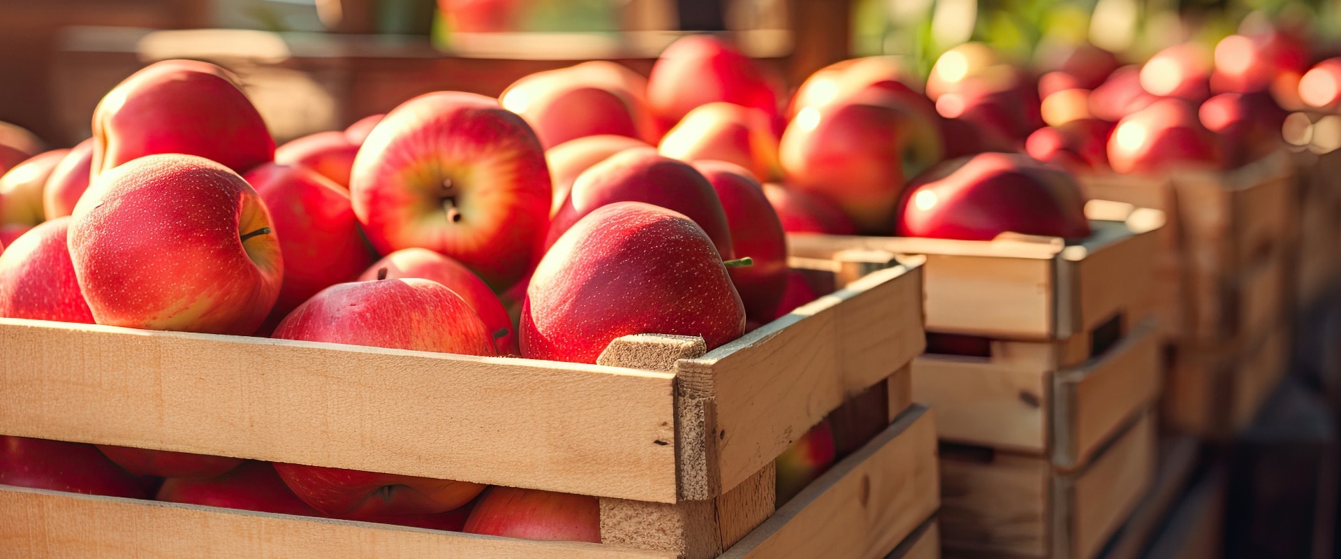 Close-up of wooden crates full of ripe apples